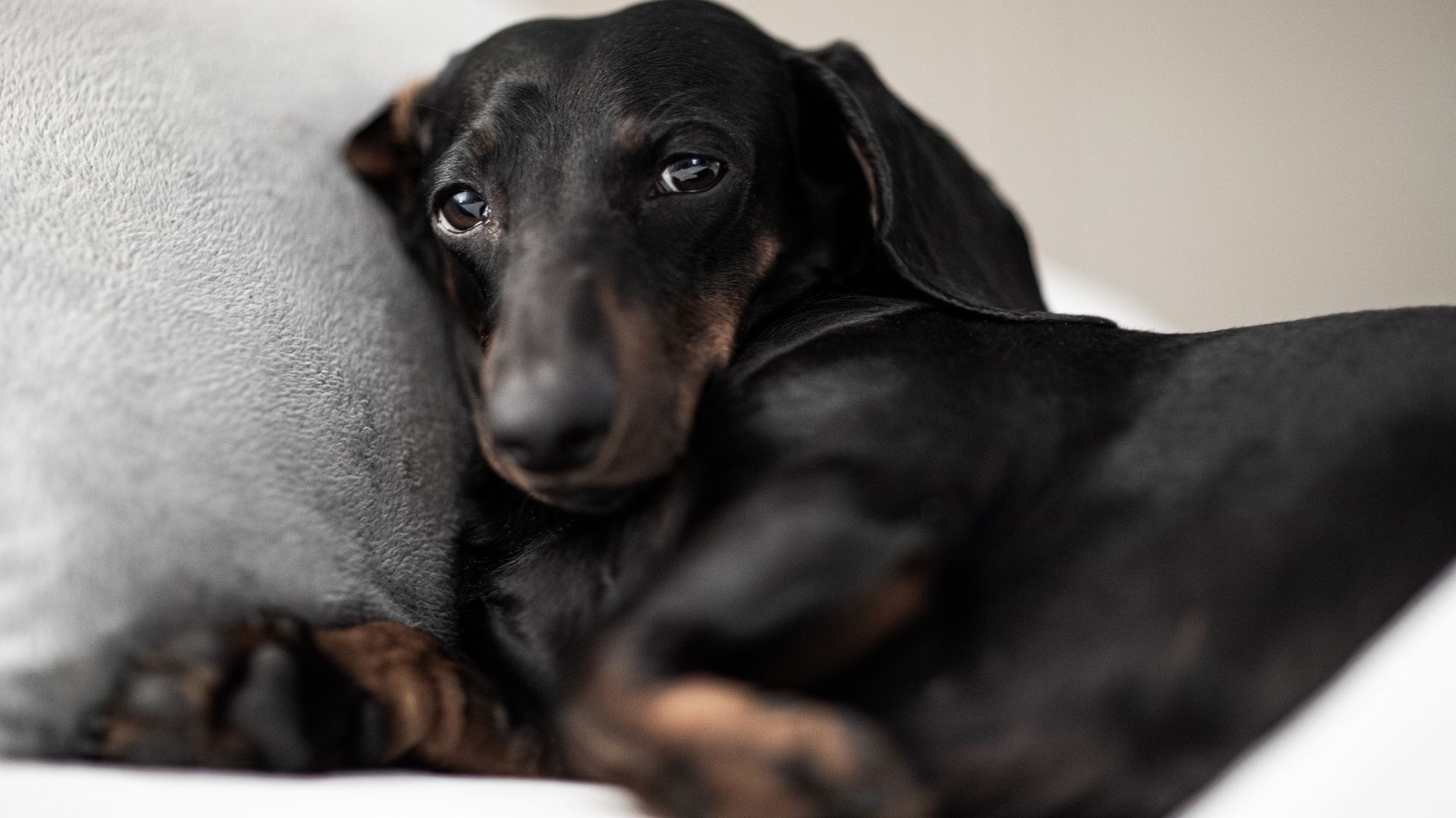 Can I Give Ibuprofen to My Dog for Pain? Pettable ESA Experts